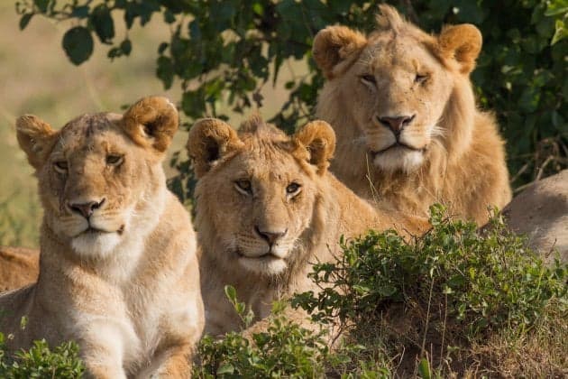 Aquila Safari Tour